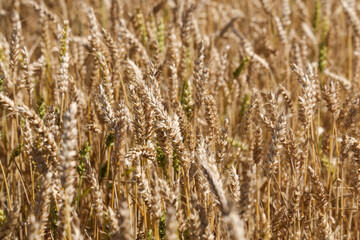 Wheat field ready to cut on a sunny day. Productivity and harvest concept.