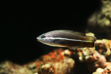 Juvenile Tubelip Wrasse (Labrichthys unilineatus) 