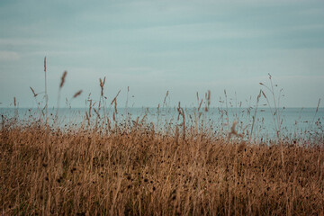 North sea dunes. Blue sea seascape with high wild growing grass. Dry grassland. Calm blue water on...