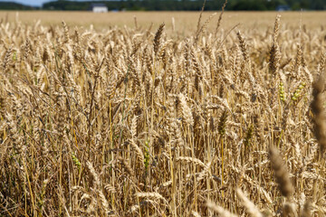 Wheat field ready to cut on a sunny day. Productivity and harvest concept.