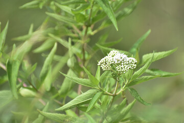 Ageratina havanensis flowers in Devil's Staircase Road, Kalupahana, Sri Lanka.