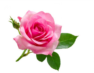 pinke rose isoliert auf weißen Hintergrund, Freisteller