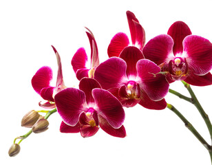 Rote Orchideen isoliert auf weißen Hintergrund, Freisteller