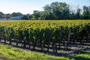 Green vineyards with rows of red Cabernet Sauvignon grape variety of Haut-Medoc vineyards in...