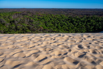 Fototapeta premium Golden sand and blue sky, Dune of Pilat tallest sand dune in Europe located in La Teste-de-Buch in Arcachon Bay, France southwest of Bordeaux along France's Atlantic coastline