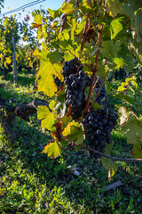 Green vineyards with rows of red Cabernet Sauvignon grape variety of Haut-Medoc vineyards in...