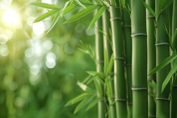 Fototapeta na wymiar Bamboo tree with the sun shining through its leaves