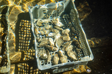 Boxes of live oysters under glistening flowing seawater at  farm in oyster-farming village, ready to be eaten, Arcachon bay, Cap Ferret peninsula, Bordeaux, France