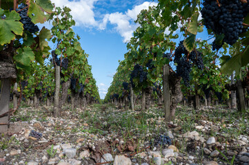 Green vineyards with rows of red Cabernet Sauvignon grape variety of Haut-Medoc vineyards in...