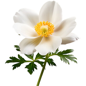 anemone flower isolated on transparent background, white wedding card design Anemone sylvestris flowers with leaves