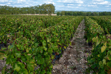 Fototapeta na wymiar Green vineyards with rows of red Cabernet Sauvignon grape variety of Haut-Medoc vineyards in Bordeaux, left bank of Gironde Estuary, France, ready to harvest