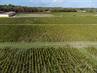 Aerial view on left bank of Gironde Estuary with green vineyards with red Cabernet Sauvignon grape...