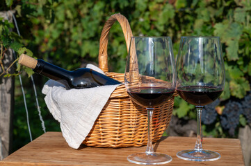 Tasting of Bordeaux blended red wine on green vineyards with rows of red Cabernet Sauvignon grape...