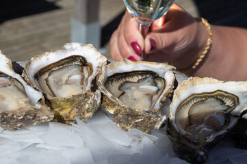 Eating of fresh live oysters with citron and white wine at farm cafe in oyster-farming village,...