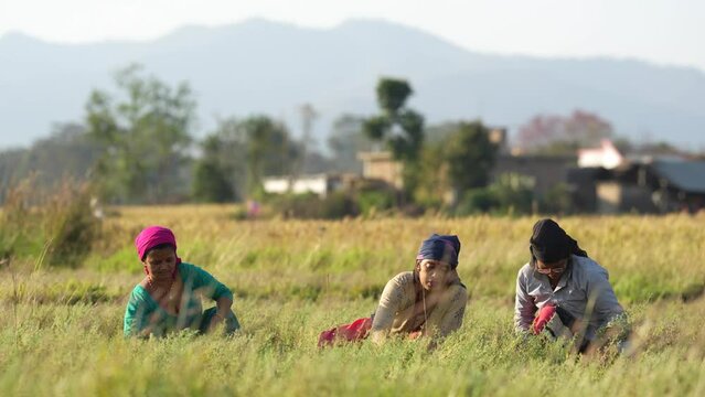 Nepali village women harvesting lentils in golden fields, showing rural life, hard work, and simple living. A glimpse of traditional agriculture and women&rsquo;s strength in the heart of countryside Nepal.
