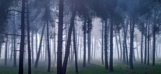 Fog at Profitis Ilias forest, Tyrnavos town, Larissa, Thessaly, Greece.