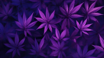 Background with Violet marijuana leaves