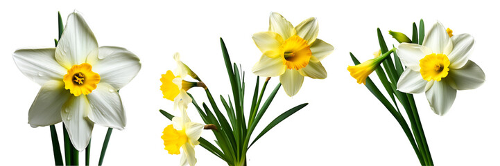 daffodil flowers with leaves isolated on transparent white background, white narcissus blossoms, spring is coming - obrazy, fototapety, plakaty
