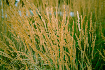 Steppe grass in the rays of the setting sun.