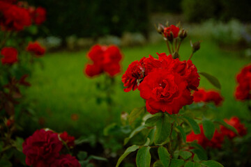 Bright red roses with green foliage.