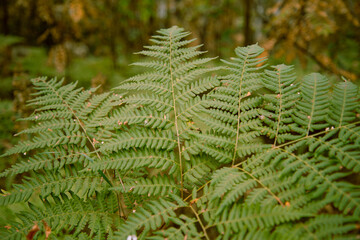 Autumn foliage in the forest. Background and texture.