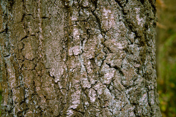 The bark of a coniferous tree in close-up.