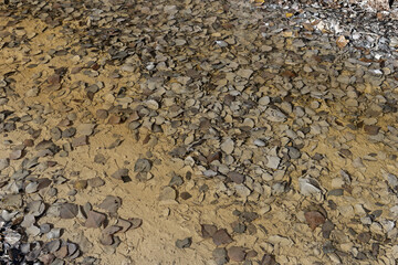A chara on the sandy ground full of fallen tree leaves