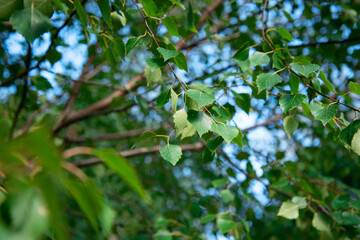 Green foliage on a summer day. Close-up. Trees and botany.