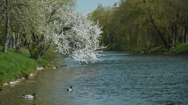 Calm landscape of river bed in park on sunny day. Branches of flowering tree bend over the water. Ducks swim in the cool water of pond on spring day. Several ducks take off and fly.
