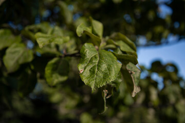 The green foliage of shrubs in summer. Background and texture. The plant is in close-up.