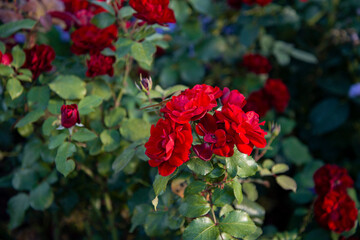 Bright red roses with green foliage.