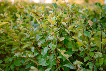 The green foliage of shrubs in summer. Background and texture. The plant is in close-up.