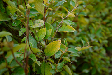 Fototapeta na wymiar The green foliage of shrubs in summer. Background and texture. The plant is in close-up.