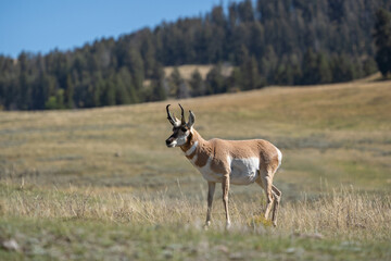 Pronghorn in Lamar Valley with autumn colors background in Yellowstone National Park