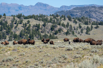 American Bison Grazing in Yellowstone National Park