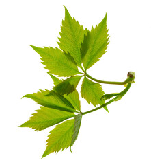 Green ivy plants isolated on transparent,png. Colorful red and green Leaves of a Virginia creeper Vine Plant in Autumn.