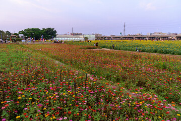 Blooming zinnias in spring. Colorful flowers in the field. Landscape of  village in china.