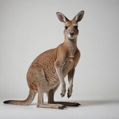 kangaroo on white background
