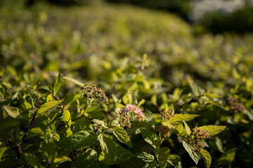 The green foliage of shrubs in summer. Background and texture. The plant is in close-up.