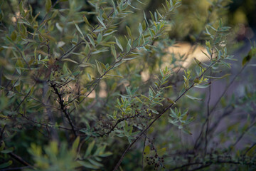 The green foliage of shrubs in summer. Background and texture. The plant is in close-up.