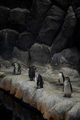 There are a lot of penguins at the cliff. Antarctic animals.