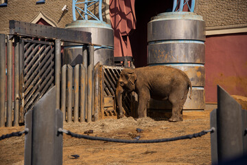 A small elephant cub in daylight.