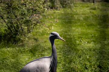 A large grey bird on a background of green foliage. Ornithology.