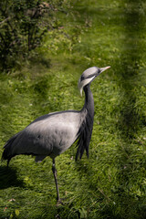A large grey bird on a background of green foliage. Ornithology.