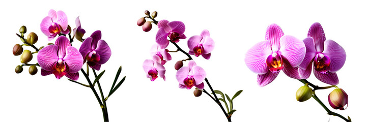Fototapeta na wymiar orchid flower isolated on white transparent background PNG