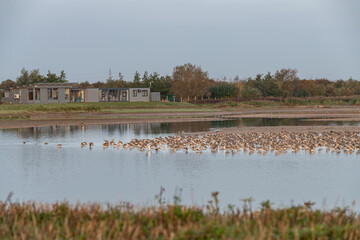 Wading birds with the hide at Frampton Marsh Nature Reserve, Lincolnshire, England