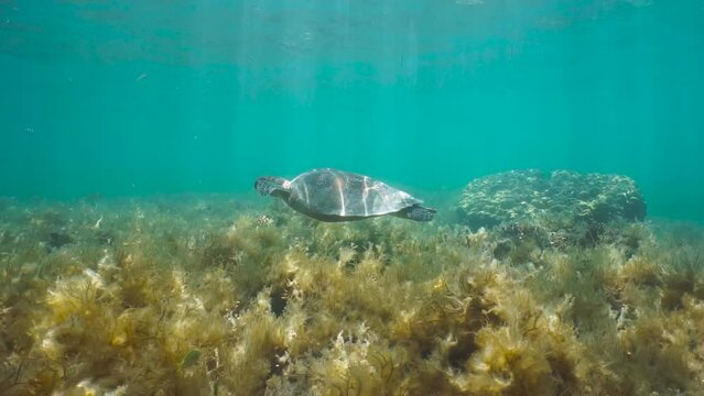A green sea turtle underwater swims in shallow water, south Pacific ocean, natural scene, New Caledonia, Oceania