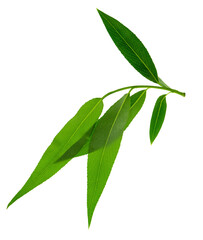 branches with green leaves. Branch with young green spring leaves. spring greenery on transparent, png