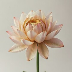 dahlia flower lotus flower on  white
