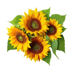 Bouquet of sunflowers  isolated on white or transparent background